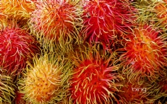 Rambutans1920x120010-9-2012 11_57_42 AM Bing Desktop